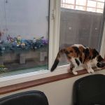 Arguello Pet Hospital