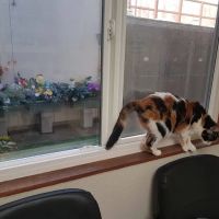 Arguello Pet Hospital ico