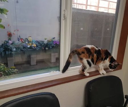 Arguello Pet Hospital