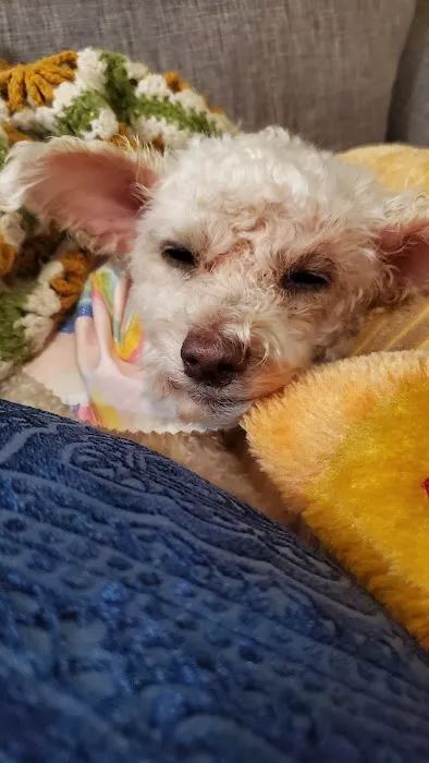 Arguello Pet Hospital Picture 10