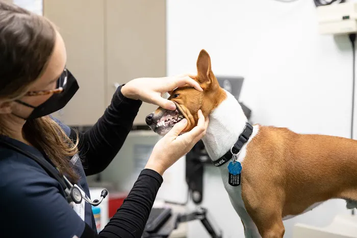 San Francisco Animal Medical Center Picture 4