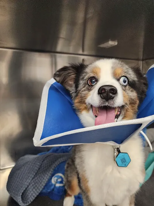 San Francisco Animal Medical Center Picture 8