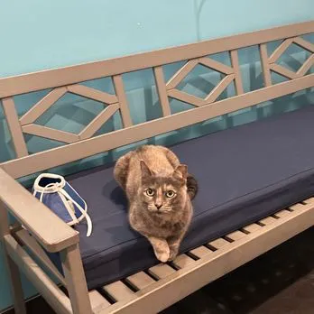 Urban Pet Hospital Picture 2