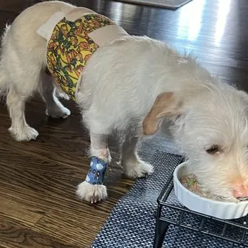 Urban Pet Hospital Picture 5