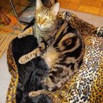Magazine Street Animal Clinic