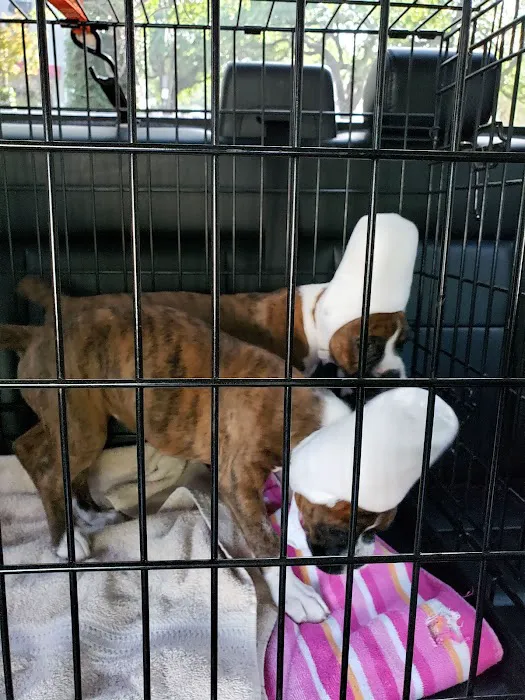 Magazine Street Animal Clinic Picture 10
