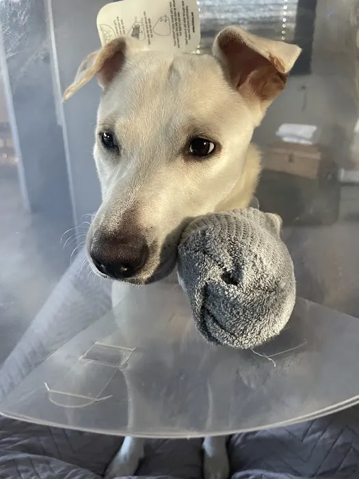 Westside Veterinary Hospital Picture 4