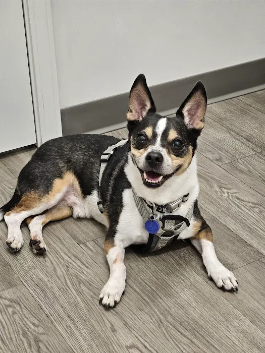 Westside Veterinary Hospital Picture 8