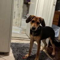 Dog Day Afternoon ico