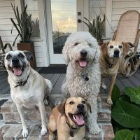 Vetco Total Care Animal Hospital ico