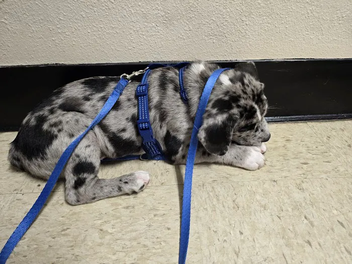 Vetco Total Care Animal Hospital Picture 5