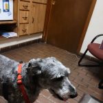 Elysian Fields Animal Clinic