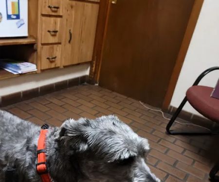 Elysian Fields Animal Clinic