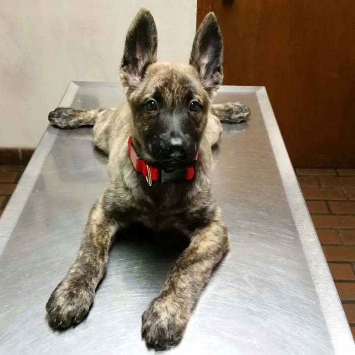 Elysian Fields Animal Clinic Picture 5