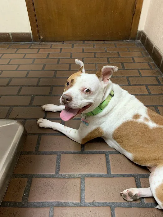 Elysian Fields Animal Clinic Picture 4