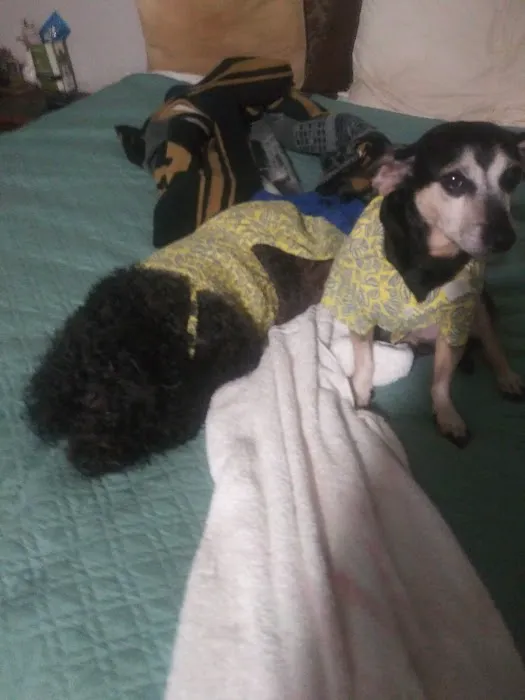 Elysian Fields Animal Clinic Picture 8