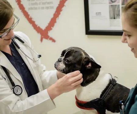Lakeview Veterinary Hospital