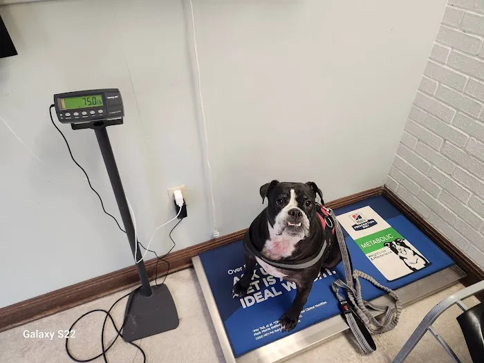 VCA Algiers Animal Hospital Picture 1