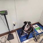 VCA Algiers Animal Hospital