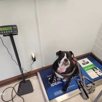VCA Algiers Animal Hospital ico