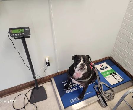 VCA Algiers Animal Hospital