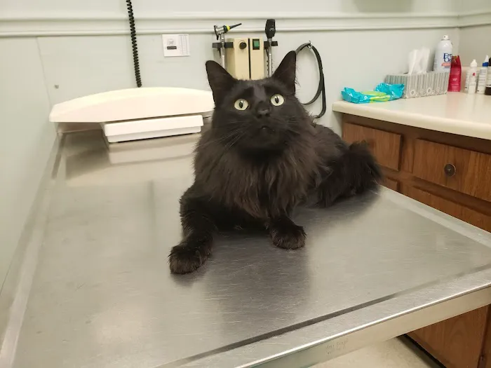 VCA Algiers Animal Hospital Picture 6
