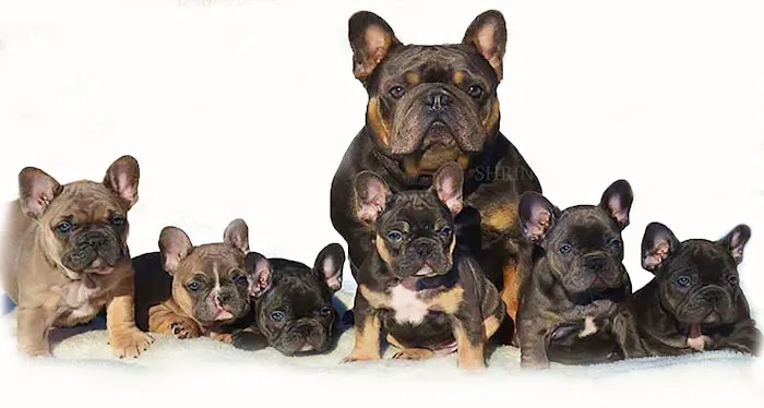 New Orleans Canine Reproduction Clinic Picture 2