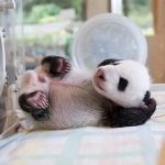 New Orleans Canine Reproduction Clinic