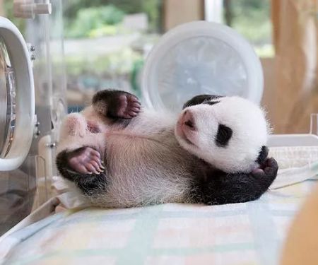 New Orleans Canine Reproduction Clinic