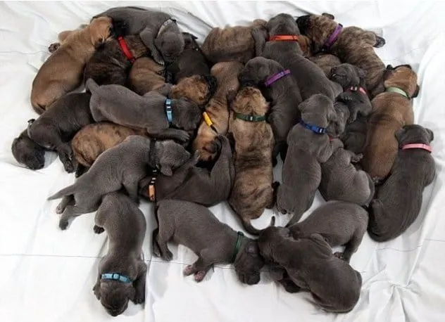 New Orleans Canine Reproduction Clinic Picture 4