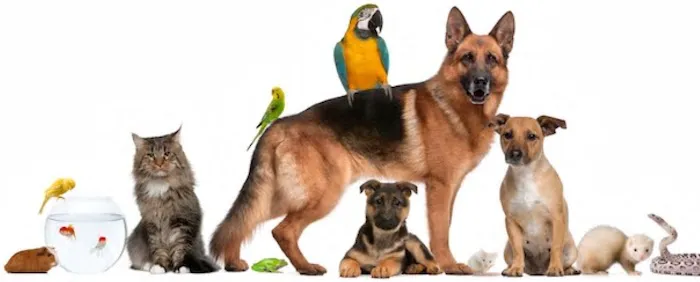 New Orleans Canine Reproduction Clinic Picture 5