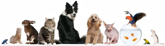 New Orleans Canine Reproduction Clinic Picture 7