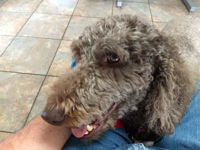 Aurora Companion Animal Hospital Picture 4