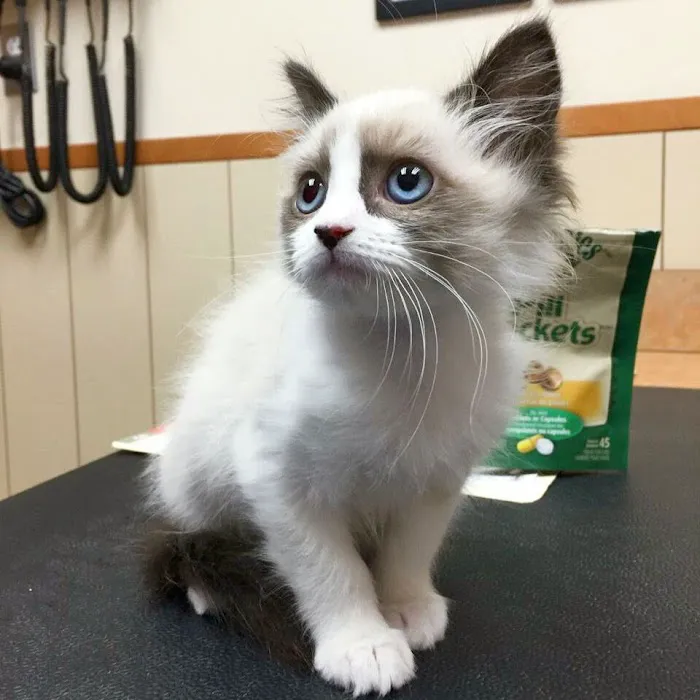 Metairie Small Animal Hospital Picture 7