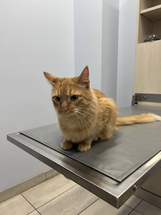 Companion Animal Hospital River North Picture 1
