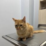 Companion Animal Hospital River North