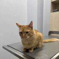 Companion Animal Hospital River North ico