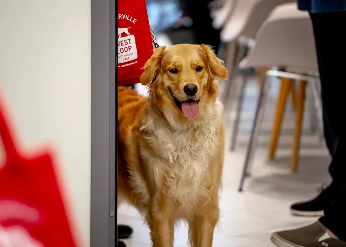 West Loop Veterinary Care Streeterville Picture 3