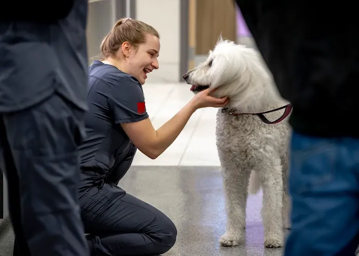West Loop Veterinary Care Streeterville Picture 1