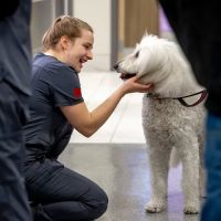 West Loop Veterinary Care Streeterville ico