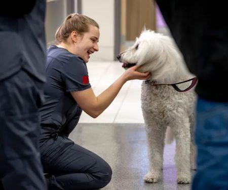 West Loop Veterinary Care Streeterville
