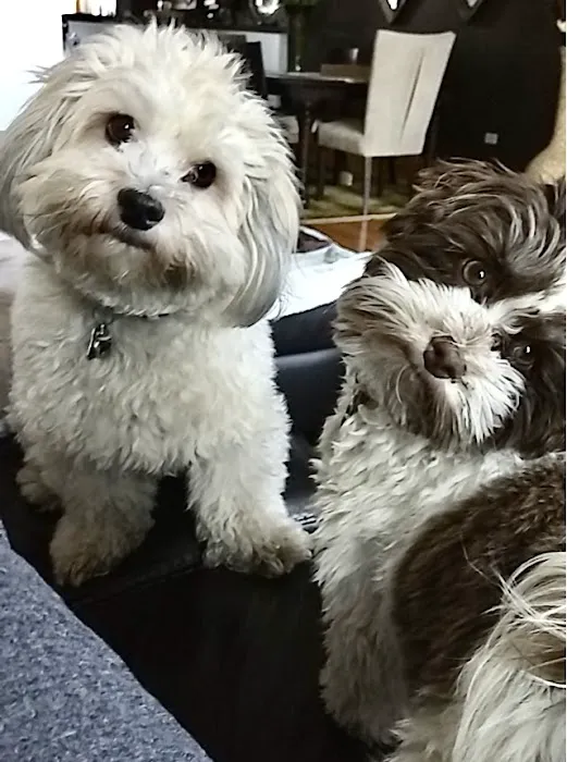 Metropolitan Veterinary Center Picture 4