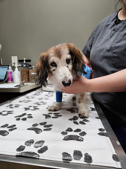Metropolitan Veterinary Center Picture 6