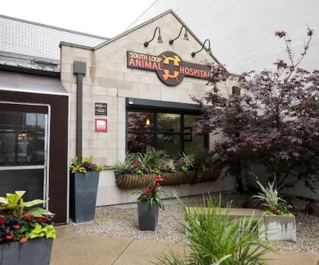 South Loop Animal Hospital