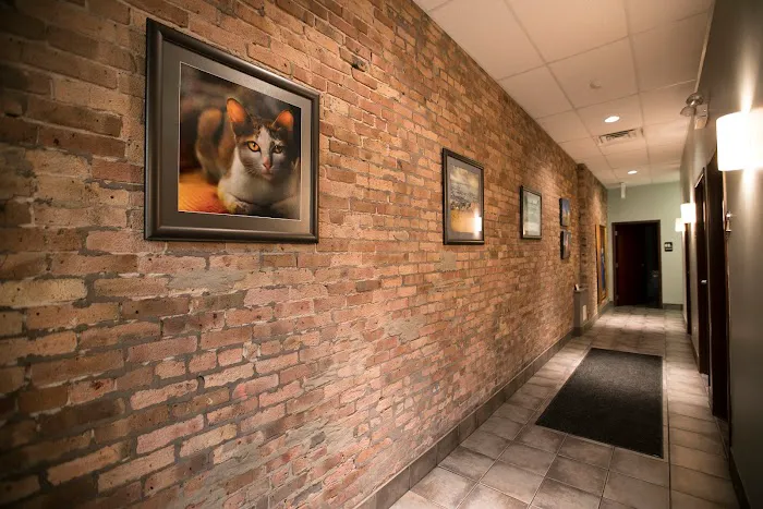 South Loop Animal Hospital Picture 7