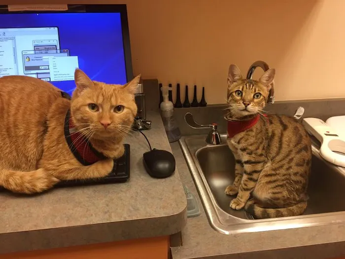 South Loop Animal Hospital Picture 9