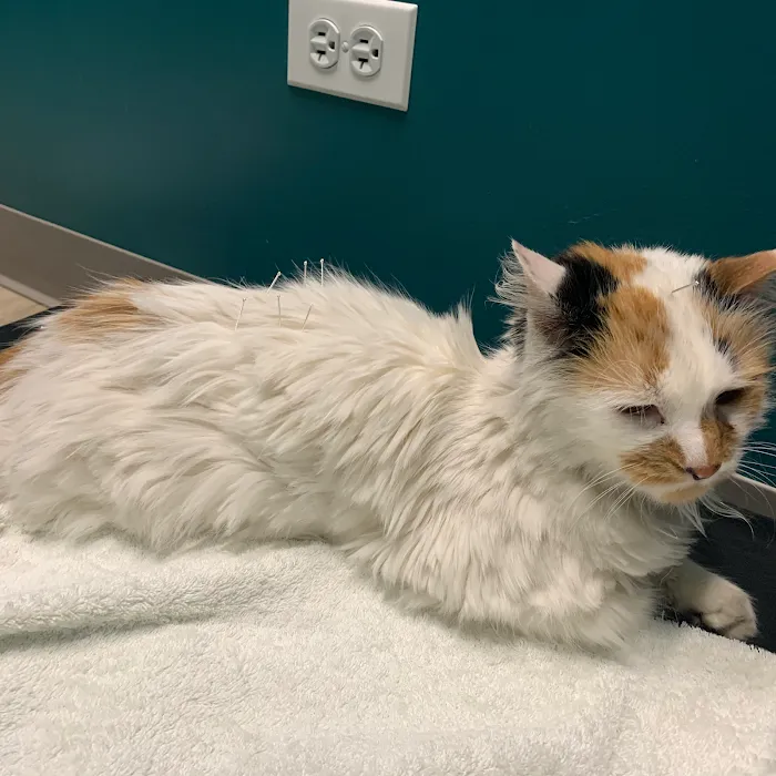 Healing Tails Chicago Pet Rehabilitation and Acupuncture Picture 3
