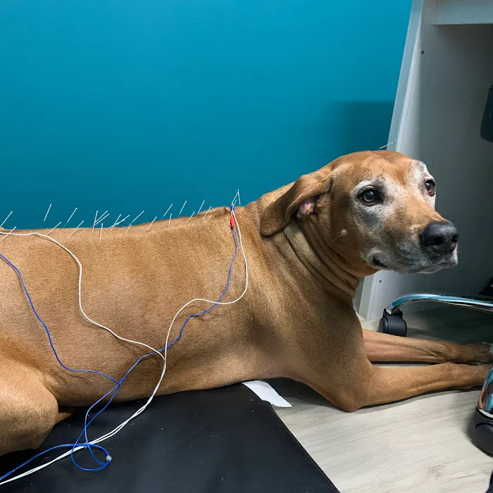 Healing Tails Chicago Pet Rehabilitation and Acupuncture Picture 5