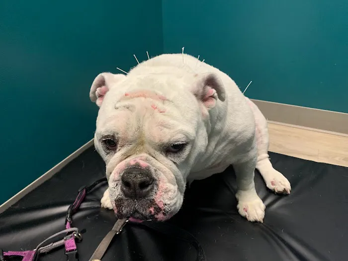 Healing Tails Chicago Pet Rehabilitation and Acupuncture Picture 8