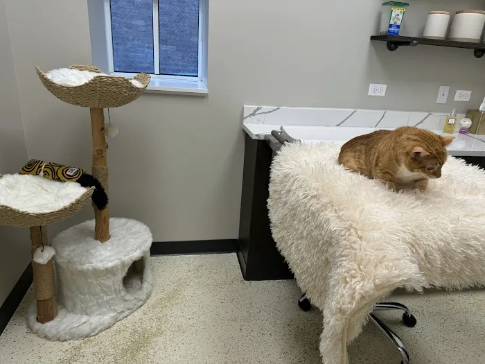 Vetique: Gold Coast & River North's Premium Veterinary Care Picture 4